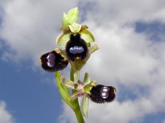 Ophrys bertolonii subsp. bertoloniiformis (O. Danesch & E. Danesch) H. Sund.