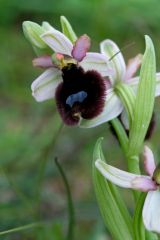 Ophrys bertolonii subsp. bertoloniiformis (O. Danesch & E. Danesch) H. Sund.
