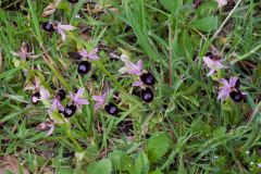 Ophrys bertolonii subsp. bertoloniiformis (O. Danesch & E. Danesch) H. Sund.