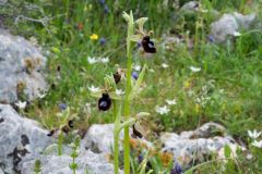 Ophrys bertolonii subsp. bertoloniiformis (O. Danesch & E. Danesch) H. Sund.