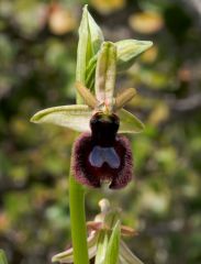 Ophrys bertolonii subsp. bertoloniiformis (O. Danesch & E. Danesch) H. Sund.