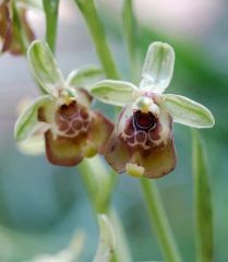 Ophrys oxyrrhynchos subsp. oxyrrhynchos Tod.