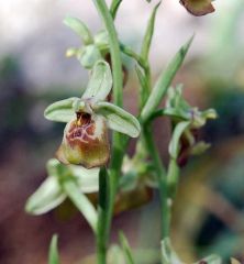 Ophrys oxyrrhynchos subsp. oxyrrhynchos Tod.