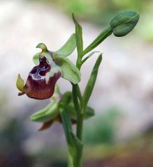 Ophrys oxyrrhynchos subsp. oxyrrhynchos Tod.