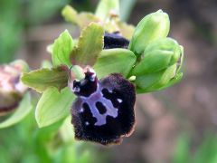 Ophrys passionis subsp. passionis Sennen ex Devillers-Tersch. & Devillers