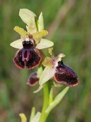 Ophrys passionis subsp. passionis Sennen ex Devillers-Tersch. & Devillers