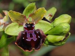 Ophrys passionis subsp. passionis Sennen ex Devillers-Tersch. & Devillers