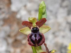 Ophrys passionis subsp. passionis Sennen ex Devillers-Tersch. & Devillers