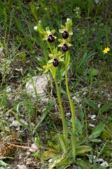 Ophrys passionis subsp. passionis Sennen ex Devillers-Tersch. & Devillers