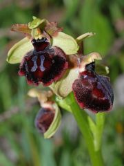 Ophrys passionis subsp. passionis Sennen ex Devillers-Tersch. & Devillers