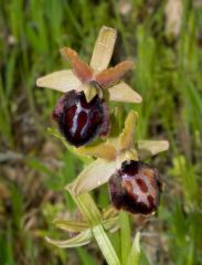 Ophrys passionis subsp. passionis Sennen ex Devillers-Tersch. & Devillers