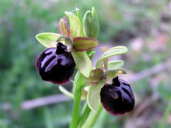 Ophrys passionis subsp. passionis Sennen ex Devillers-Tersch. & Devillers