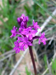 Orchis quadripunctata Cirillo ex Ten.