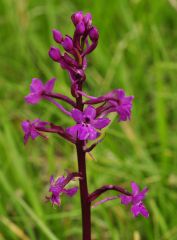 Orchis quadripunctata Cirillo ex Ten.