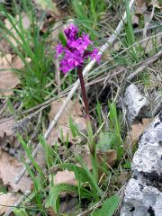 Orchis quadripunctata Cirillo ex Ten.