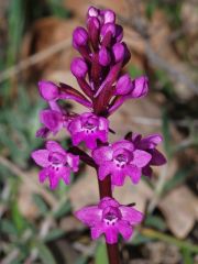 Orchis quadripunctata Cirillo ex Ten.