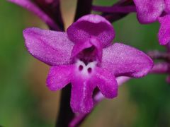 Orchis quadripunctata Cirillo ex Ten.