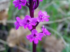 Orchis quadripunctata Cirillo ex Ten.