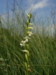 Spiranthes aestivalis (Poir.) Rich.