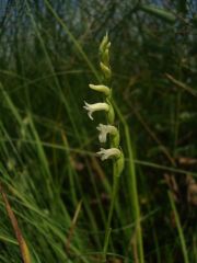 Spiranthes aestivalis (Poir.) Rich.