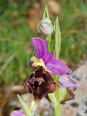 Ophrys argolica subsp. biscutella (O. Danesch & E. Danesch) Kreutz