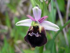 Ophrys argolica subsp. biscutella (O. Danesch & E. Danesch) Kreutz