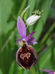 Ophrys argolica subsp. biscutella (O. Danesch & E. Danesch) Kreutz