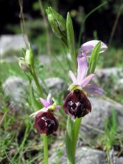 Ophrys argolica subsp. biscutella (O. Danesch & E. Danesch) Kreutz