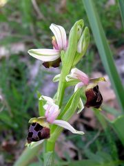 Ophrys argolica subsp. biscutella (O. Danesch & E. Danesch) Kreutz