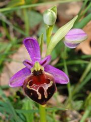 Ophrys argolica subsp. biscutella (O. Danesch & E. Danesch) Kreutz