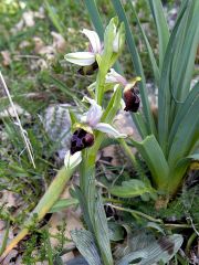 Ophrys argolica subsp. biscutella (O. Danesch & E. Danesch) Kreutz