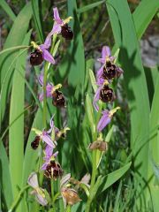 Ophrys argolica subsp. biscutella (O. Danesch & E. Danesch) Kreutz