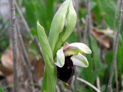 Ophrys argolica subsp. biscutella (O. Danesch & E. Danesch) Kreutz