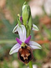 Ophrys argolica subsp. biscutella (O. Danesch & E. Danesch) Kreutz