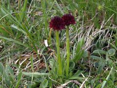 Nigritella nigra subsp. austriaca Teppner & E. Klein