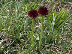 Nigritella nigra subsp. austriaca Teppner & E. Klein