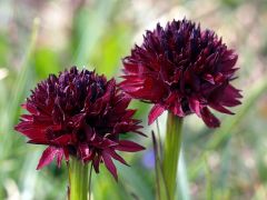 Nigritella nigra subsp. austriaca Teppner & E. Klein