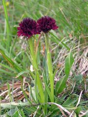 Nigritella nigra subsp. austriaca Teppner & E. Klein