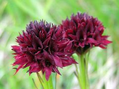 Nigritella nigra subsp. austriaca Teppner & E. Klein