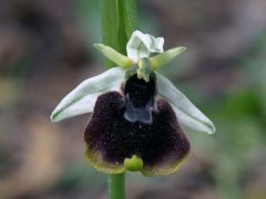 Ophrys holosericea subsp. chestermanii J.J. Wood