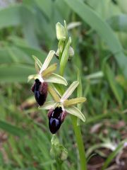 Ophrys promontorii O. & E. Danesch