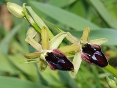 Ophrys promontorii O. & E. Danesch