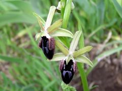 Ophrys promontorii O. & E. Danesch