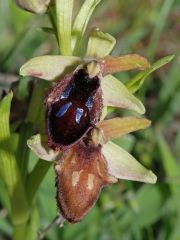 Ophrys promontorii O. & E. Danesch