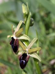 Ophrys promontorii O. & E. Danesch