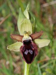 Ophrys promontorii O. & E. Danesch