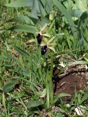 Ophrys promontorii O. & E. Danesch