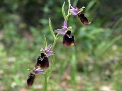 Ophrys holosericea subsp. chestermanii J.J. Wood