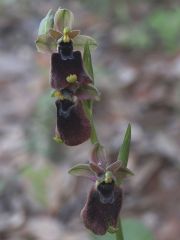 Ophrys holosericea subsp. chestermanii J.J. Wood