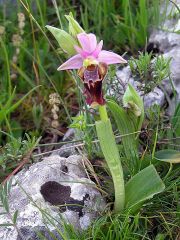 Ophrys holosericea subsp. apulica (O. Danesch & E. Danesch) Buttler